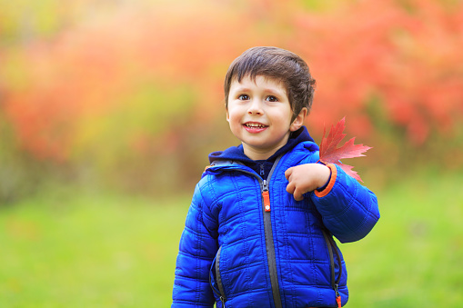 Boy with a red maple leaf attached in the heart region with great pride as Canadian citizen. Portrait of little white Caucasian boy holding autumn leaves. Toddler celebrating national Canada day sitting in city park.