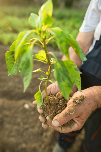 istock Hands holding new growth plant in sunset 1023714966