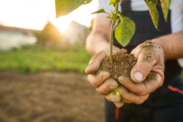 istock Hands holding new growth plant in sunset 1023715160