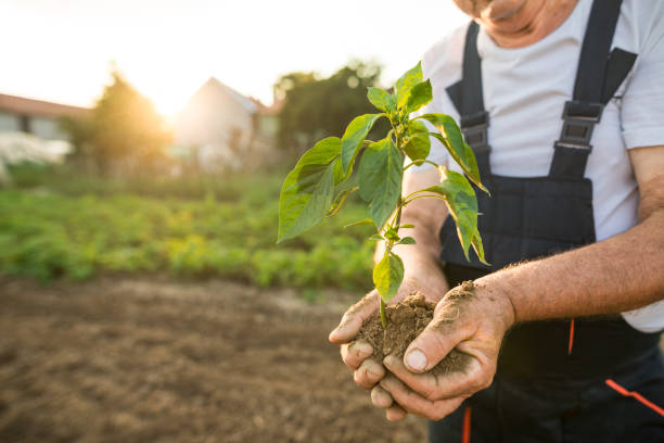 istock Hands holding new growth plant in sunset 1023715302