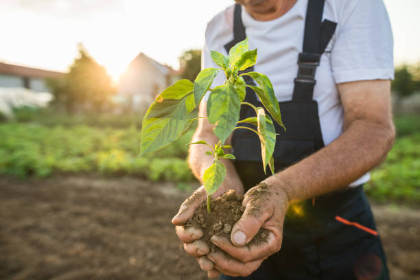 istock Hands holding new growth plant in sunset 1023715374