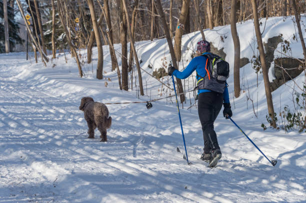 cruz de esquiadores del país y su perro en el parque de mont royal en invierno. - back country skiing fotos fotografías e imágenes de stock