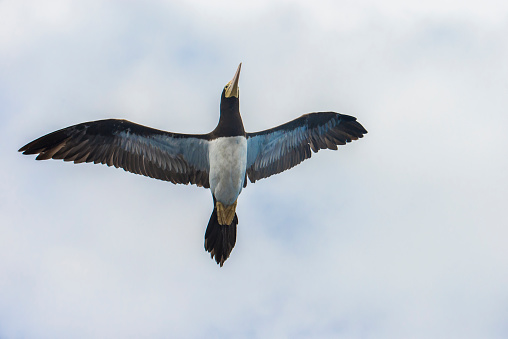 The brown booby (Sula leucogaster) (Portuguese: atobá-pardo) is a large seabird of the booby family, Sulidae