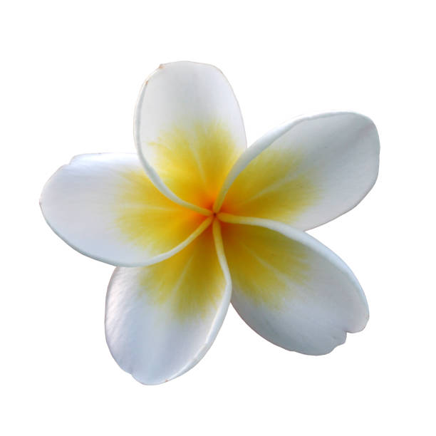 istock Indian jasmin frangipani on white 1023726654