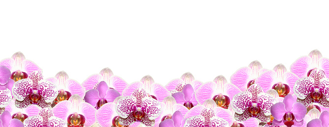 Orchid border on white also available in black