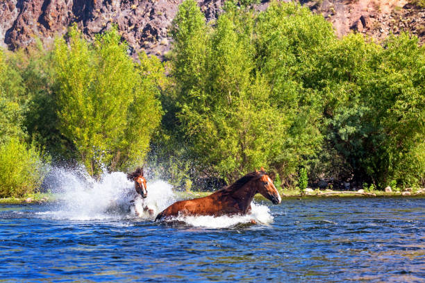 istock Horse Stallions Chasing Each Other in Water 1023732764
