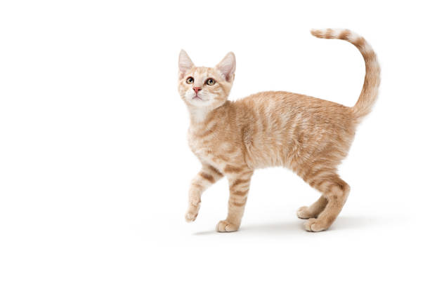 profilo buff tabby gattino giocoso - kitten domestic cat isolated tabby foto e immagini stock