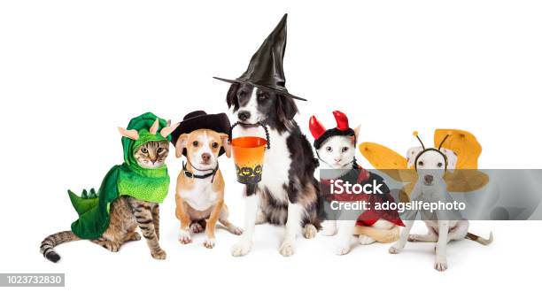 Reihe Von Katzen Und Hunden In Halloweenkostümen Stockfoto und mehr Bilder von Halloween - Halloween, Haustier, Kostüm