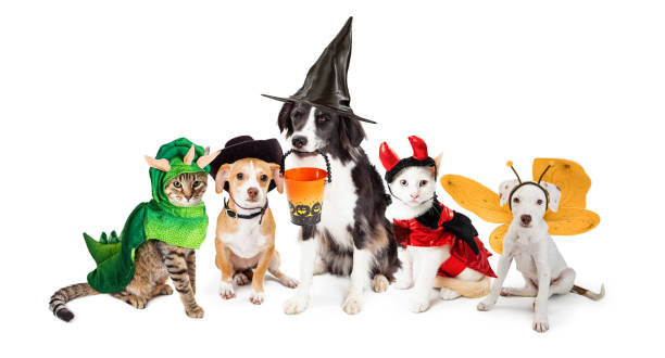 Row of Cats and Dogs in Halloween Costumes Row of dogs and cats dressed in Halloween costumes together on white background dog in halloween hat of witch stock pictures, royalty-free photos & images