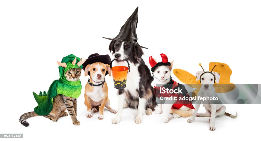 Linha de gatos e cães em trajes de Halloween - Foto de stock de Dia das Bruxas royalty-free