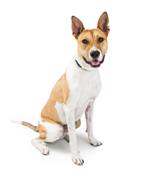 istock Happy Big Crossbreed Dog Sitting Smiling 1023732880