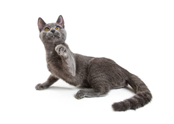 istock Playful Young Grey Cat Raising Paw to Bat 1023733034