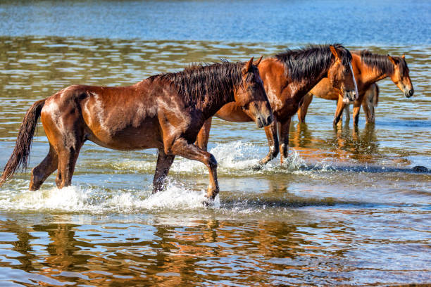 wild horses walking in arizona river - horse animals in the wild water beach imagens e fotografias de stock