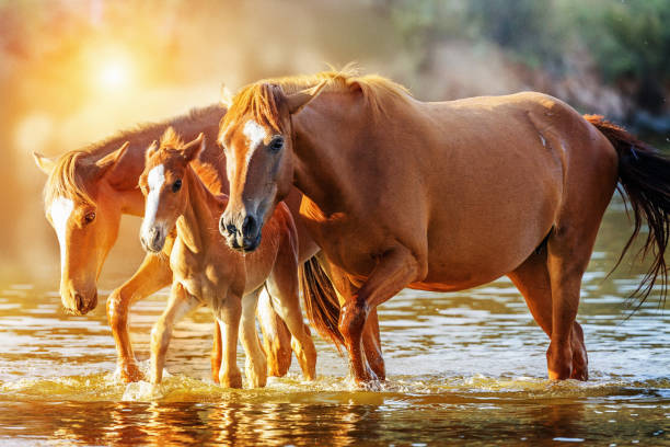 Horse Family Walking in Lake at Sunrise Baby foal and two adult horses walking in the Salt River in Mesa, Arizona with golden morning sunlight salt river photos stock pictures, royalty-free photos & images
