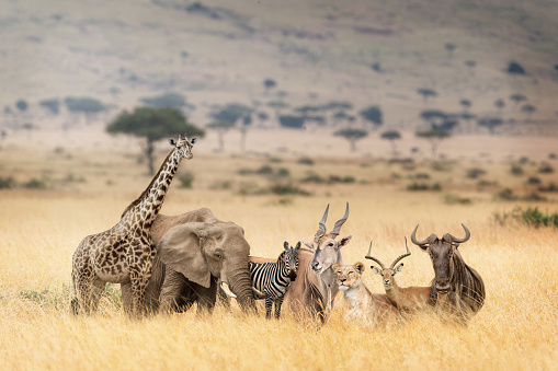 Fantasy scene of a group of wild African safari animals together in the grasslands of the Masai Mara in Kenya, Africa