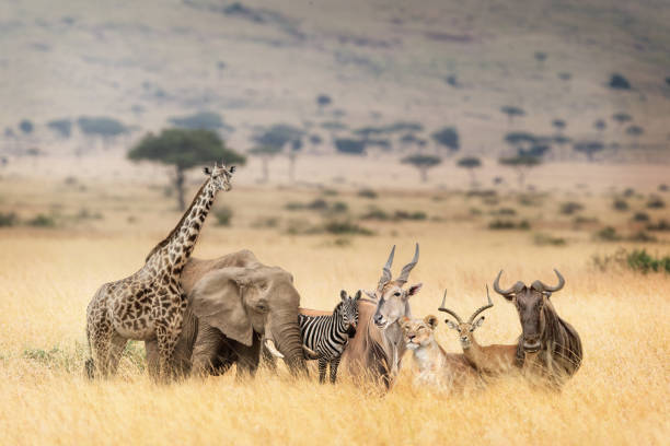 African Safari Animals in Dreamy Kenya Scene Fantasy scene of a group of wild African safari animals together in the grasslands of the Masai Mara in Kenya, Africa cape eland photos stock pictures, royalty-free photos & images