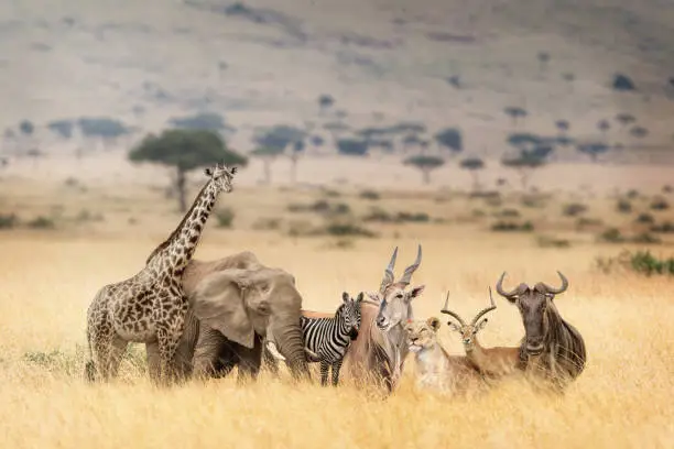 Photo of African Safari Animals in Dreamy Kenya Scene