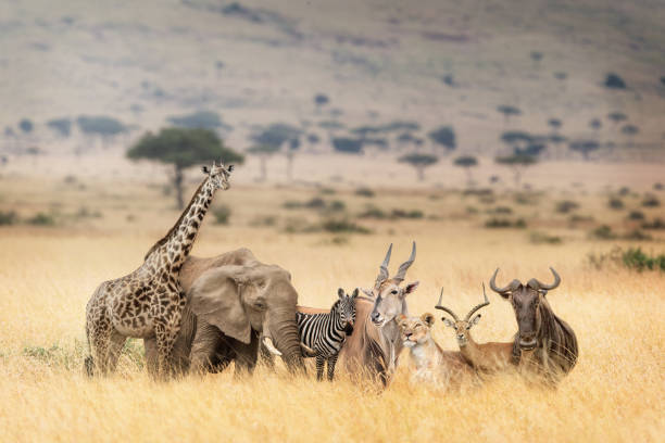 африканские животные сафари в мечтательный кении сцена - masai mara national reserve lion africa kenya стоковые фото и изображения