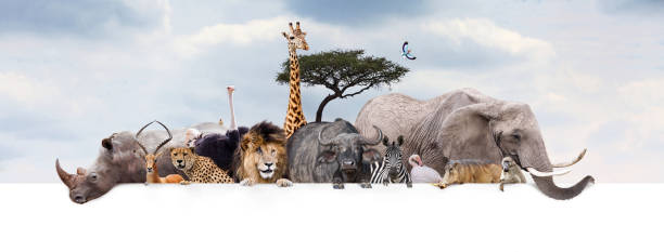 Safari Zoo Animals Over Web Banner