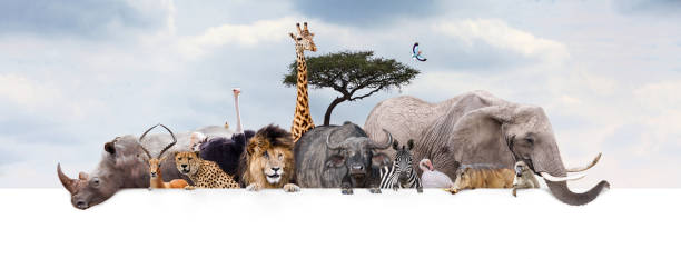 Safari Zoo Animals Over Web Banner Large group of African safari or zoo animals hanging over a white horizontal web banner or social media header with cloudy sky background baboon photos stock pictures, royalty-free photos & images