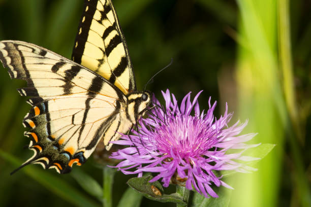 istock Tiger swallowtail butterfly on a lavender bergamot flower. 1023735544