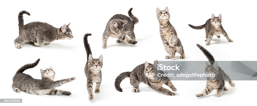 다른 위치에서 장난 귀여운 회색 고양이 - 로열티 프리 애완고양이 스톡 사진