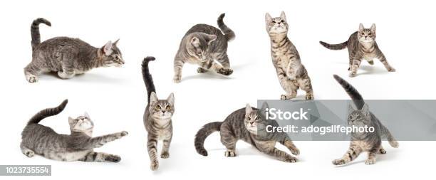 다른 위치에서 장난 귀여운 회색 고양이 애완고양이에 대한 스톡 사진 및 기타 이미지 - 애완고양이, 놀이, 놀기