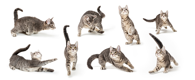 Eight playful positions of a cute young gray tabby kitten on white