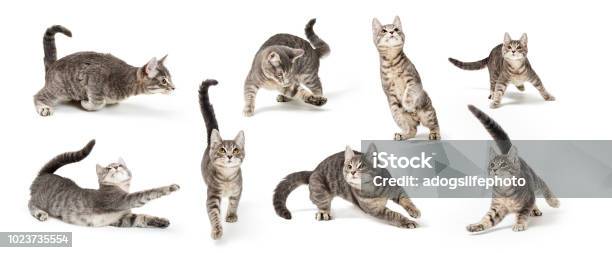 Playful Cute Gray Kitten In Different Positions Stock Photo - Download Image Now - Domestic Cat, Playful, Playing