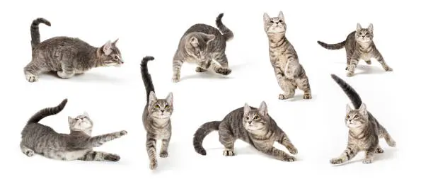 Photo of Playful Cute Gray Kitten in Different Positions