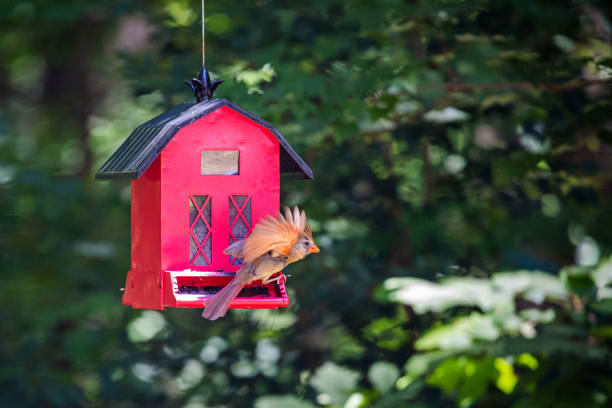 Close-up of an alert bright red Northern Cardinal perching on a winter snow covered suburban back yard bird feeder filled with an extensive variety of yummy bird seed.