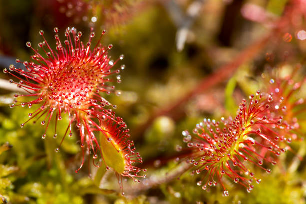 istock Sundew plant in a peat bog on Mt. Sunapee. 1023735698