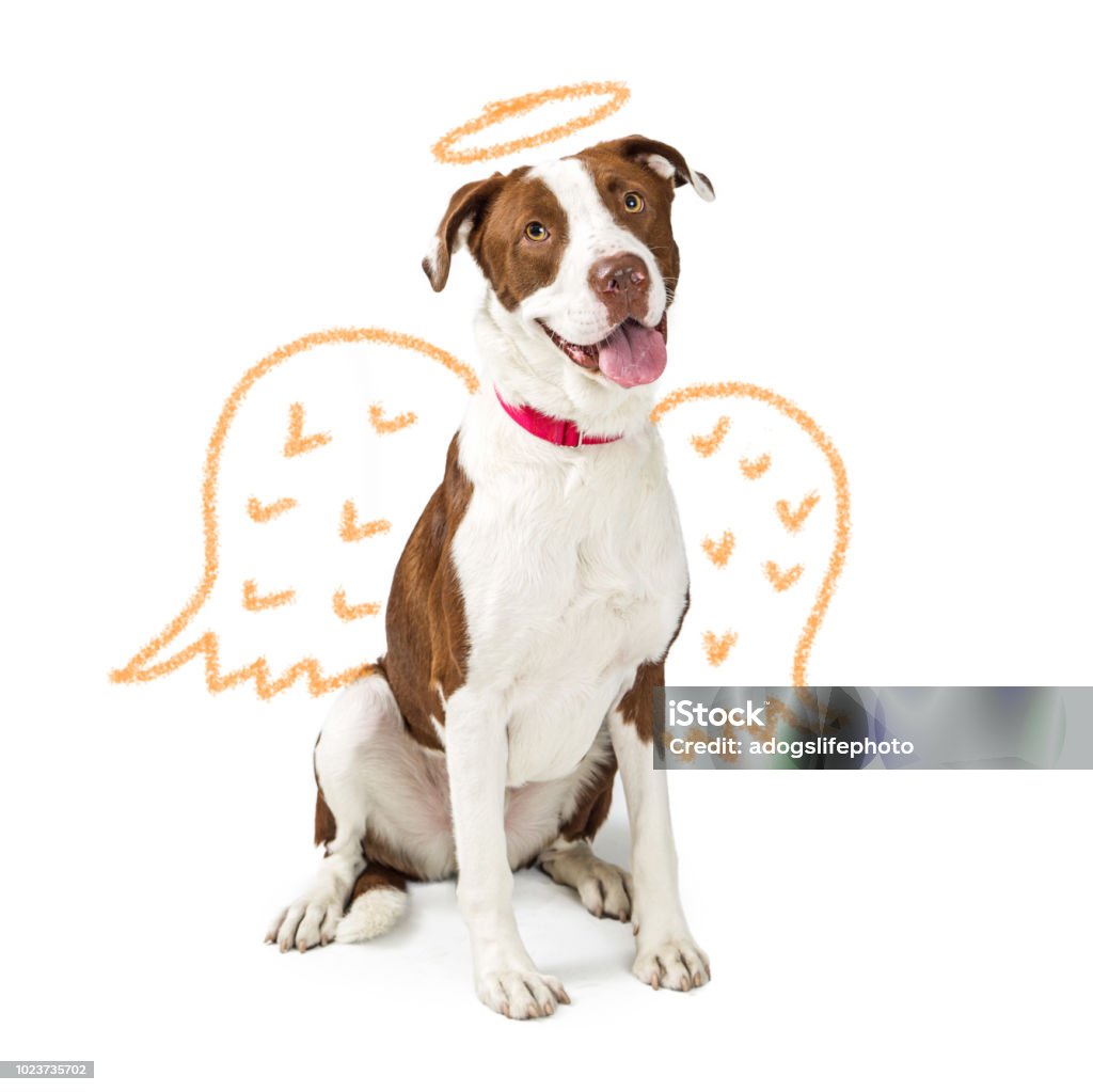 Inocente Perro Con Alas De Ángel Dibujado Foto de stock y más banco de imágenes de Perro - Perro, Ángel, Ala de animal - iStock Inocente Perro Con Alas De Ángel Dibujado Foto de stock y más banco de imágenes de Perro - Perro, Ángel, Ala de animal - iStock