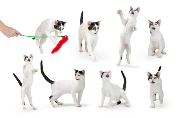 Eight different playful positions of the same cute young white and black kitten