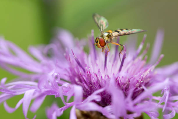 Closeup of a hover fly pollinator, a bee mimic, perched on a lavender bergamot flowers, Monarda fistulosa, at Mt. Sunapee State Park in Newbury, New Hampshire.