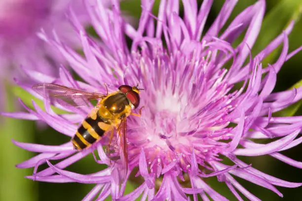Photo of Closeup of a hover fly on a lavender bergamot flower.