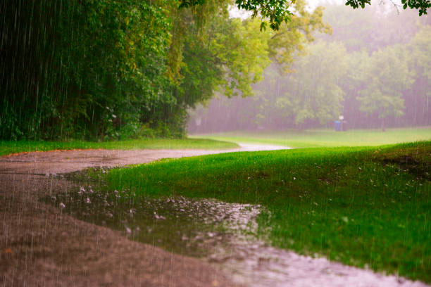 Summer garden on rainy day