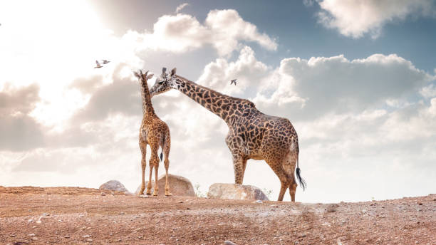 istock Mother Showing Affection to Baby Masai Giraffe 1023738950