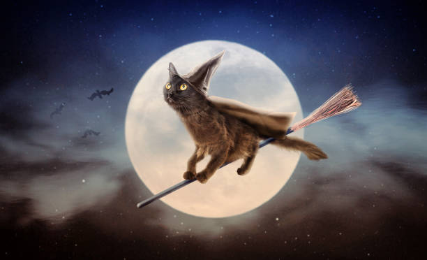 Cute black cat dressed as Halloween witch flying on broom in night sky in front of full moon