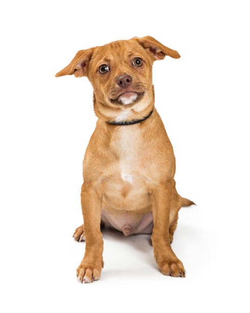 istock Adorable Brown Small Puppy Sitting on White 1023739004