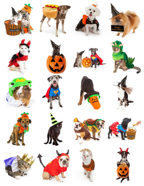 satz von haustieren in halloween-kostümen - wearing hot dog costume stock-fotos und bilder