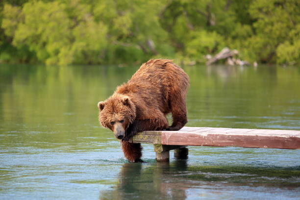 wild bear in the summer fishing on the lake