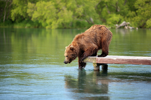 wild bear in the summer fishing on the lake