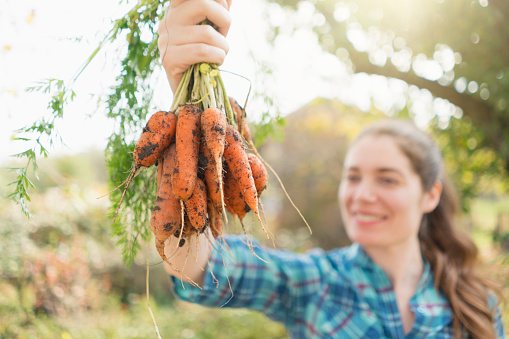 Beautiful young woman picking carrots from her vegetable garden.