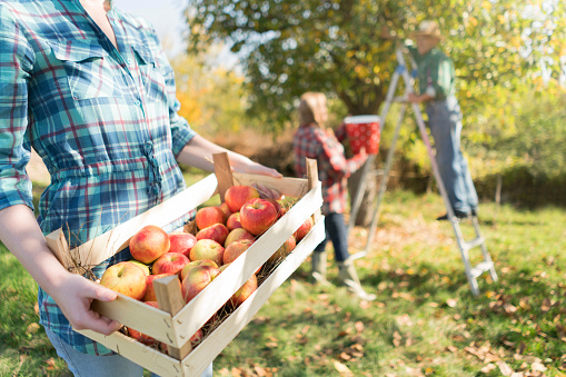 An unrecognizable woman carrying crate full of ripe apples while her parents picking apples from a tree in the back.