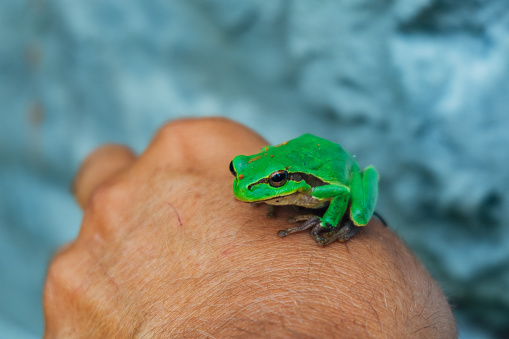 Small cute green tree frog sitting on man's hand.