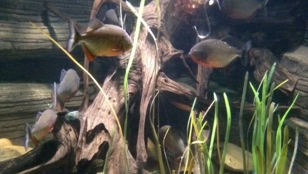 istock Close up cute fish tank arrangement 1023750032