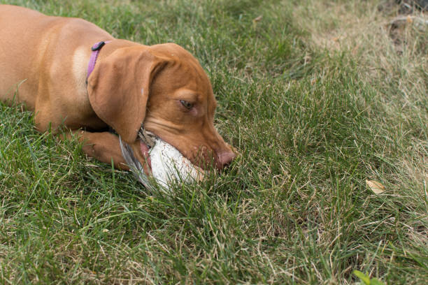 istock Vizsla puppy hunting first bird 1023754428
