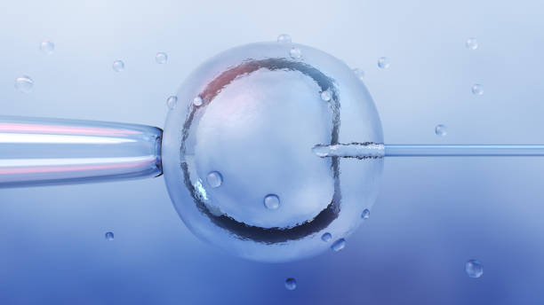 istock Microscopic research of in vitro fertilization IVF 1023754498