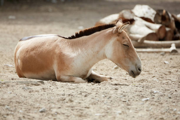 istock Przewalski's horse 1023759084